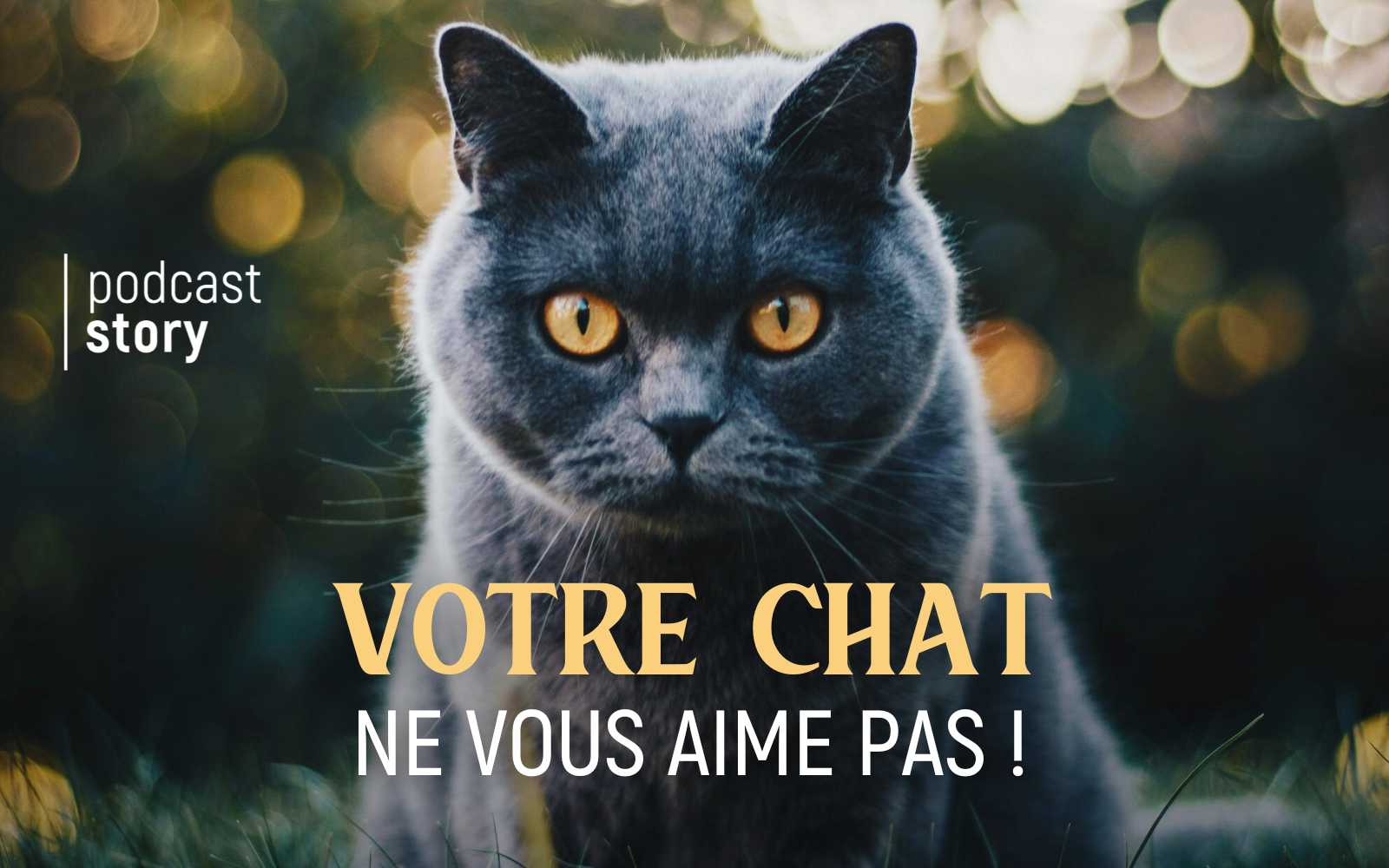 VOTRE CHAT NE VOUS AIME PAS !
